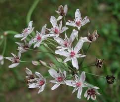 Attēlu rezultāti vaicājumam “Butomus umbellatus”