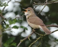 Attēlu rezultāti vaicājumam “Acrocephalus dumetorum”