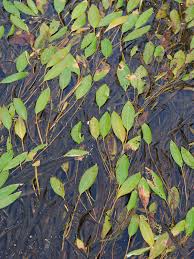 Attēlu rezultāti vaicājumam “Potamogeton compressus leaf”
