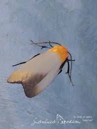 Attēlu rezultāti vaicājumam “Lithosia quadra female”