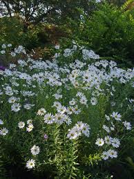Image result for Leucanthemella serotina