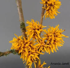 Attēlu rezultāti vaicājumam “Hamamelis mollis flower”