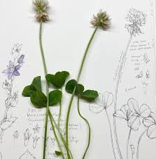 Attēlu rezultāti vaicājumam “Trifolium repens”