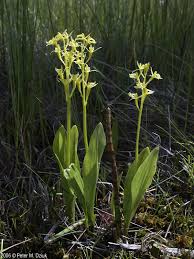 Attēlu rezultāti vaicājumam “Liparis loeselii flower”