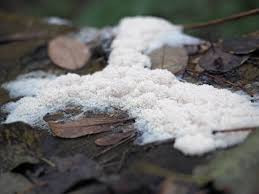 Attēlu rezultāti vaicājumam “Brefeldia maxima young”