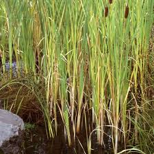 Attēlu rezultāti vaicājumam “Typha latifolia”