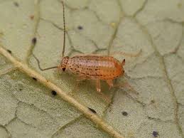 Attēlu rezultāti vaicājumam “Ectobius sylvestris nymph”