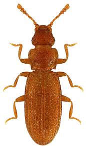 Attēlu rezultāti vaicājumam “Dienerella elongata”