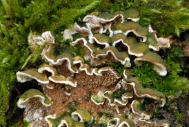 Attēlu rezultāti vaicājumam “Steccherinum bourdotii”