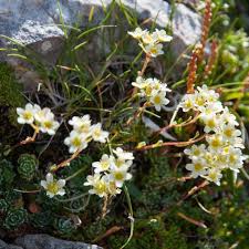 Image result for Steinbrech