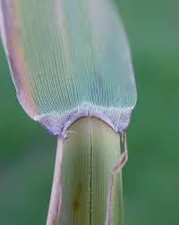 Attēlu rezultāti vaicājumam “Phragmites communis fruit”