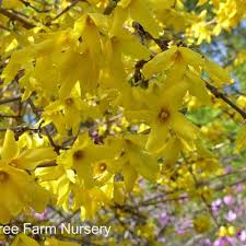 Attēlu rezultāti vaicājumam “Forsythia intermedia”