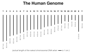 Image result for genome sizes