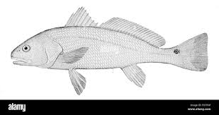 Image result for Sciaenops ocellatus