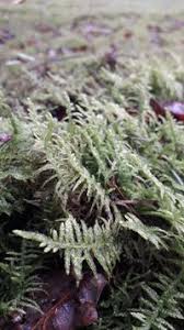 Attēlu rezultāti vaicājumam “Pseudoscleropodium purum”