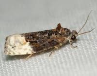 Attēlu rezultāti vaicājumam “Apotomis betuletana”