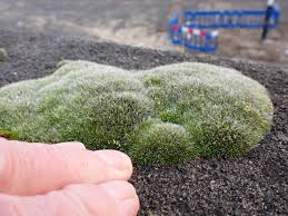 Attēlu rezultāti vaicājumam “Grimmia pulvinata”