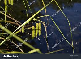 Attēlu rezultāti vaicājumam “Carex pseudocyperus male flower”