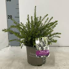 Attēlu rezultāti vaicājumam “Erica x darleyensis”