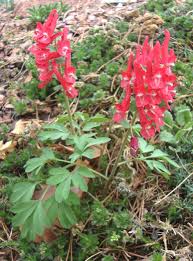 Attēlu rezultāti vaicājumam “Corydalis solida fruit”
