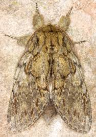 Attēlu rezultāti vaicājumam “Peridea anceps”