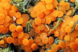 Attēlu rezultāti vaicājumam “Byssonectria fusispora”