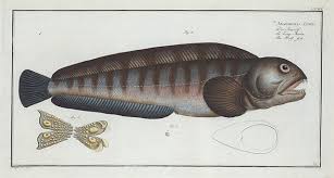 Image result for Anarhichas denticulatus