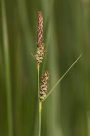 Attēlu rezultāti vaicājumam “Carex panicea”