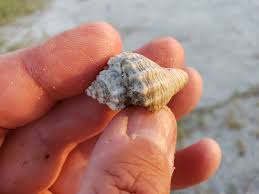 Image result for Melongena corona