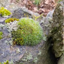 Attēlu rezultāti vaicājumam “Grimmia pulvinata”