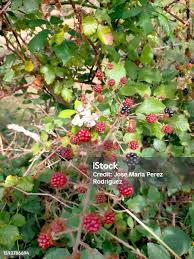 Attēlu rezultāti vaicājumam “Atriplex patula fruit”