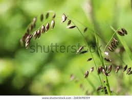 Attēlu rezultāti vaicājumam “Melica nutans flower”