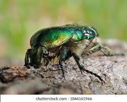 Attēlu rezultāti vaicājumam “Potosia cuprea”