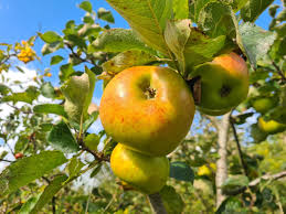 Attēlu rezultāti vaicājumam “Malus domestica”
