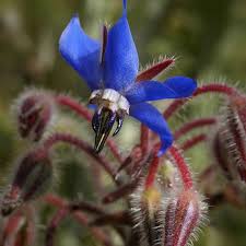 Attēlu rezultāti vaicājumam “Borago officinalis”