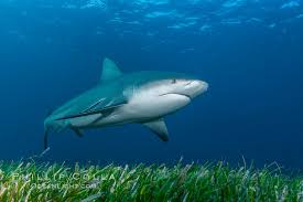 Image result for Carcharhinus leucas