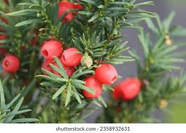 Attēlu rezultāti vaicājumam “Taxus wallichiana”