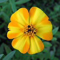 Image result for Tanacetum parthenium 'Tetraweiss'