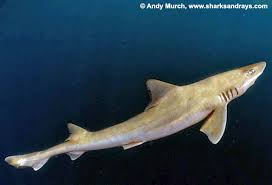 Image result for Mustelus