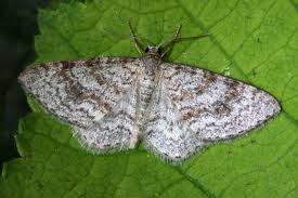 Attēlu rezultāti vaicājumam “Hydrelia sylvata”