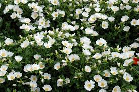 Attēlu rezultāti vaicājumam “Portulaca oleracea flower”