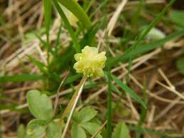 Attēlu rezultāti vaicājumam “Adoxa moschatellina”