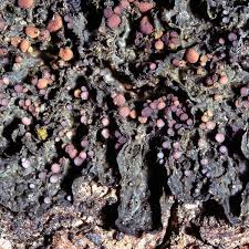 Attēlu rezultāti vaicājumam “Collema”