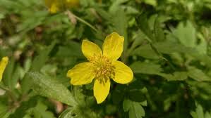 Attēlu rezultāti vaicājumam “Anemone ranunculoides bud”