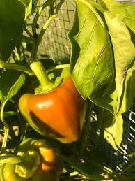 Afbeeldingsresultaat voor orange sun sweet pepper