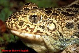 Attēlu rezultāti vaicājumam “Ranidae”