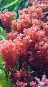 Attēlu rezultāti vaicājumam “Lycogala botrydium macro”