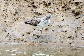 Attēlu rezultāti vaicājumam “Tringa stagnatilis”