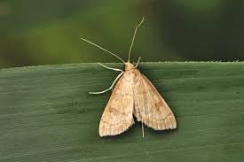 Attēlu rezultāti vaicājumam “Udea fulvalis”