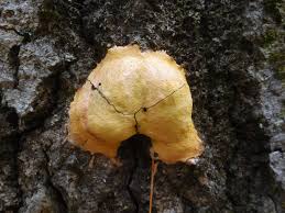 Attēlu rezultāti vaicājumam “Fuligo leviderma spores”